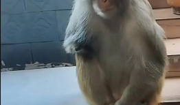 猴子的视频,视频捕捉灵长类动物趣味瞬间